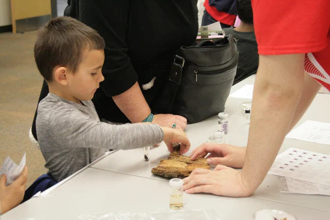 Child wearing a grey shirt concentrating on holding a piece of wood and learning about biology at Science Rendezvous at Ontario Tech in 2017.