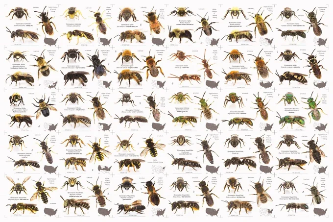 Image showing different species of bee of North America
