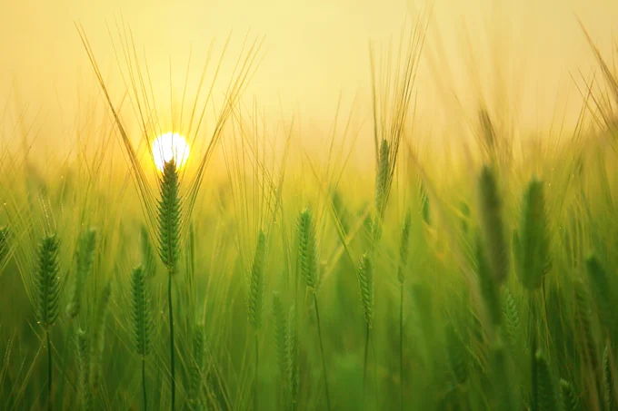 AI for datadriven agriculture 