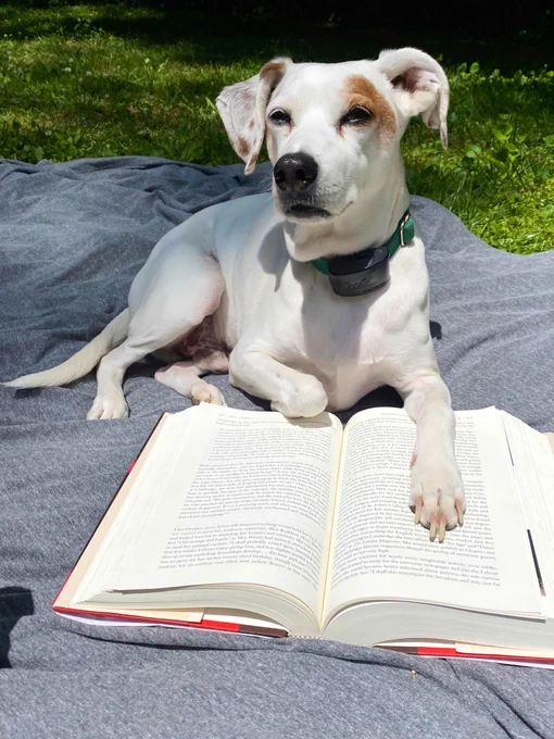 Jack Russell mix with paw on book upset he’s not being pet.