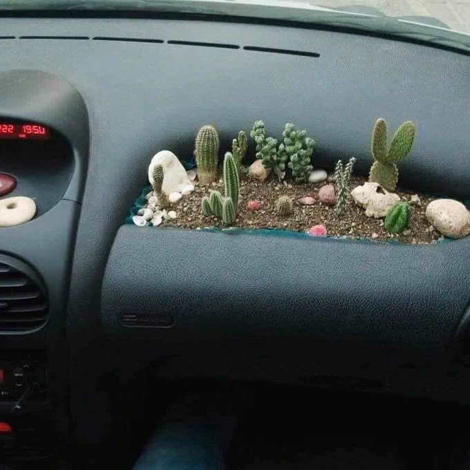 A picture of several cacti, succulents, and rocks planted in the dashboard on the passenger side of a car.