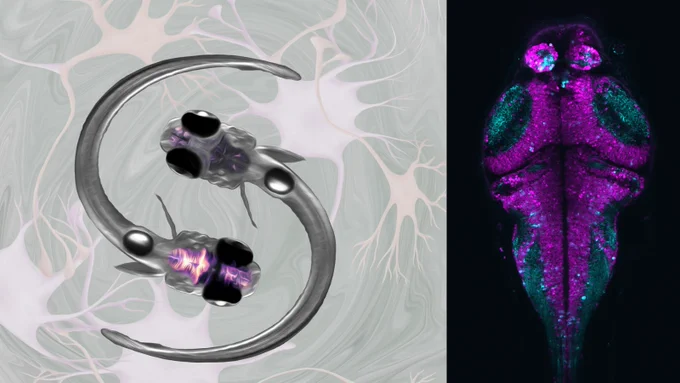 Two zebrafish and a zebrafish brain