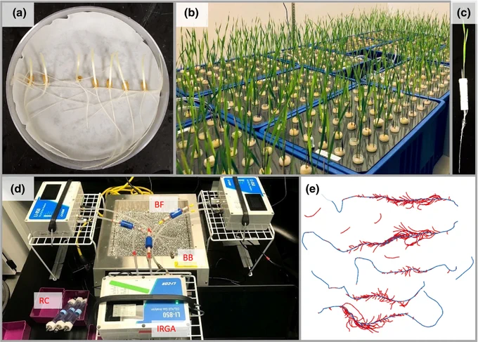 Platform for phenotyping root respiration and other root traits of winter wheat seedlings. 