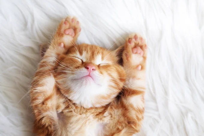 A ginger kitten looking happy while sleeping on his back in bed with his hands raised