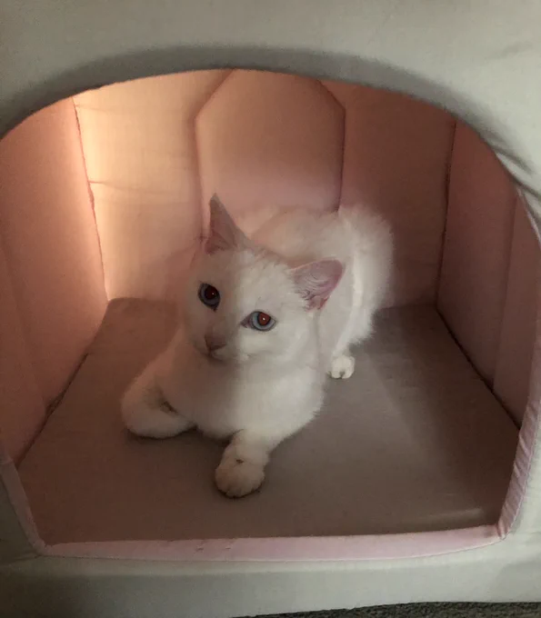 Stinky’s inside her house with one paw facing forward in this picture. She’s almost a loaf shape, and her eyes are wide.
