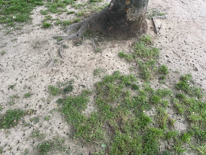 Base of tree surrounded by hundreds of holes in the ground