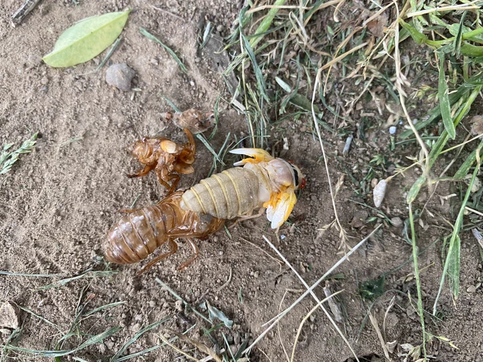 Cicada molting, nearly free of its shell