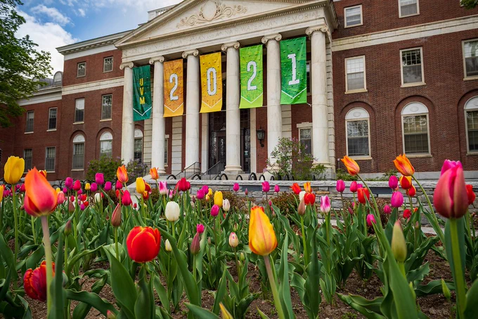 Tulips in front of UVM's Waterman building with hanging banners that read "UVM 2021"