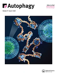 Our story on the cover of Autophagy this month.
Illustration by Mattias Karlen