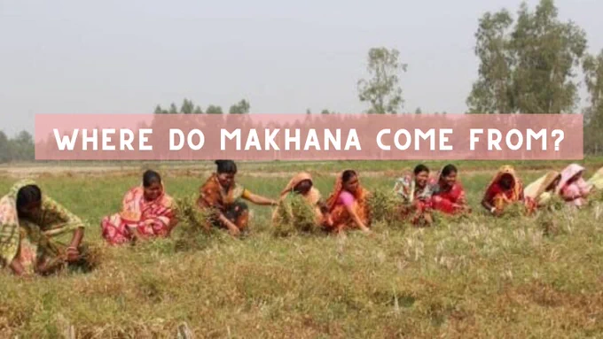 Female farmers in field harvesting makhana, water lily seeds