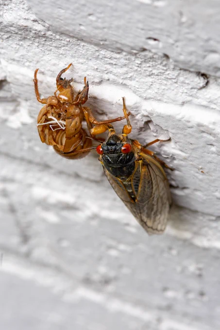 A freshly emerged cicada rests on a white brick wall next to its recently vacated exoskeleton