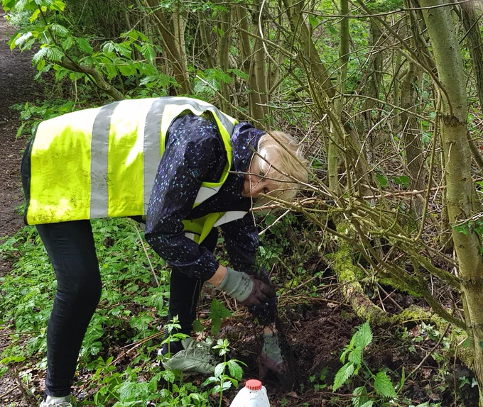 Filling the gaps at Lea wood ,Planting Hawthorn " whips" into the old hedgerow.
