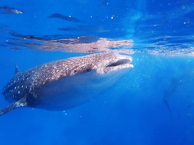 A whale shark skimms the surface.