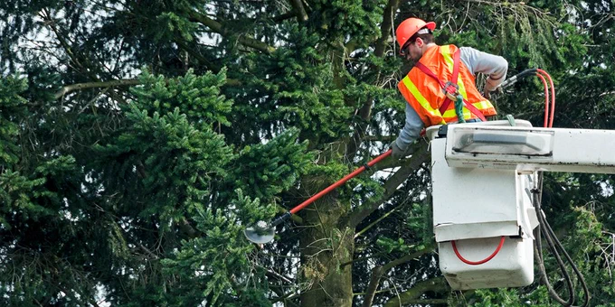 Man in forklift trimming tree