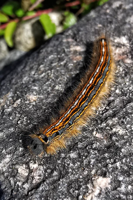 Photo of the caterpillar of the Lackey moth. The caterpillar has stripes along the side of its body. The stripes are orange, blue, black and a single white one straight down the back. The whole body is covered in golden hairs