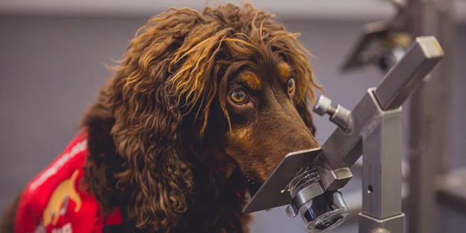 Asher, a working Cocker Spaniel, smelling a sample in the training room.