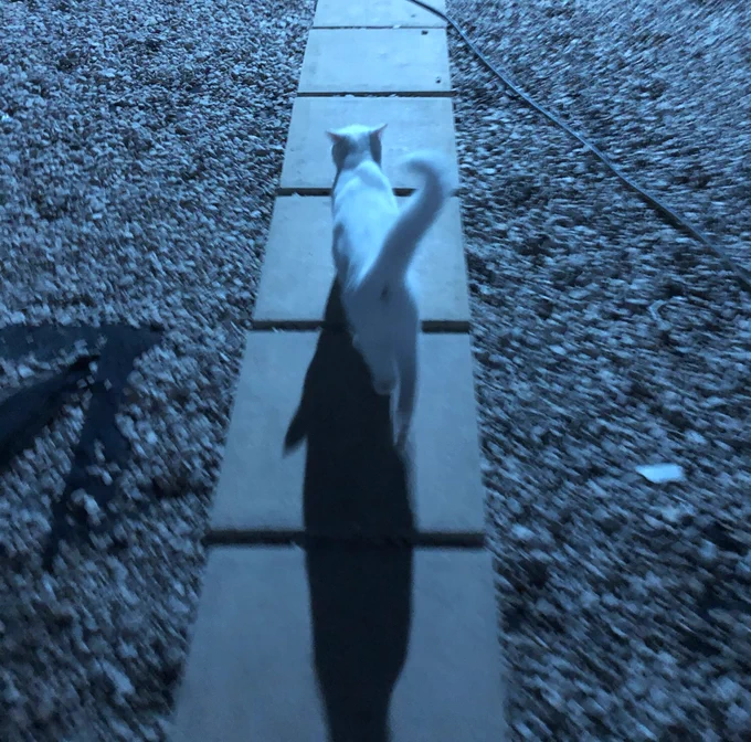 Stinky is pictured walking down a tiled path surrounded by stones in the dark with a blue tinted light shining down on her.