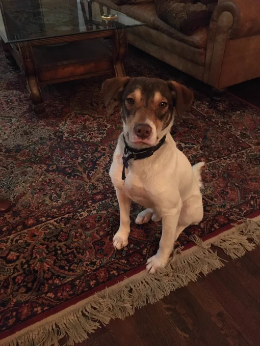 Watson sitting upright on a rug in a living room. He brown ears fold over like triangles. He has big brown eyes.