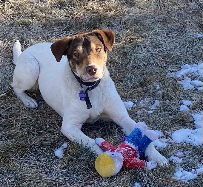 Watson lying outside in the grass. There are small bits on snow on the ground. He has a Mr Bill dog toy between his front paws.