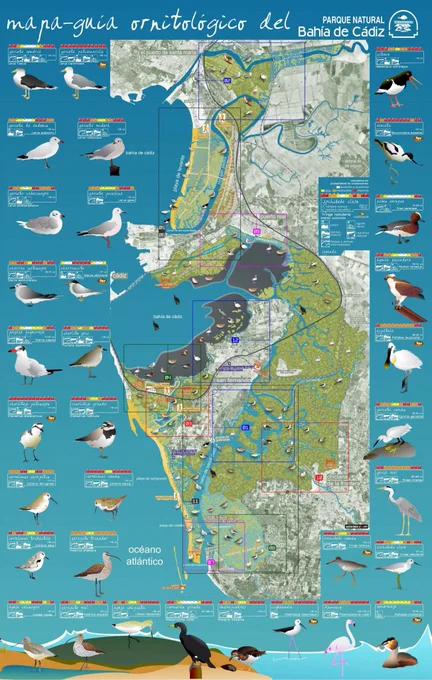 Mapa guía ornitológico del Parque Natural Bahía de Cádiz con rutas Ornitológicas y descripción de las aves del Parque.