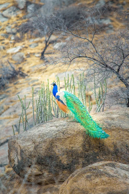 It's a beautiful shot of Peacock sitting on Mountains 🦚