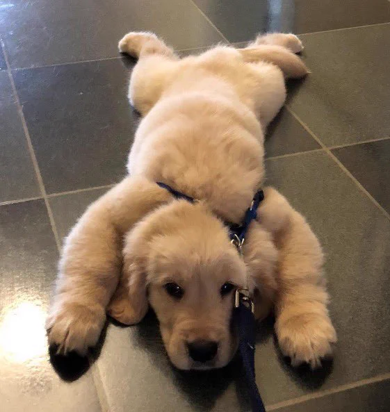 golden retriever puppy sprawled out on a tile floor