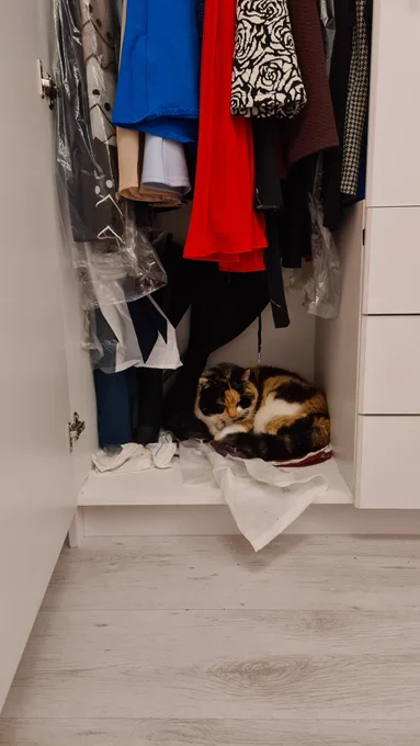 Photo of an open wardrobe. A calico cat is sat curled up comfortably in the bottom of the wardrobe, with a pair of boots next to her and lots of dresses hanging above her head