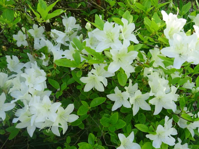 white azaelia 