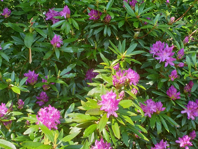 pink rhododendron 