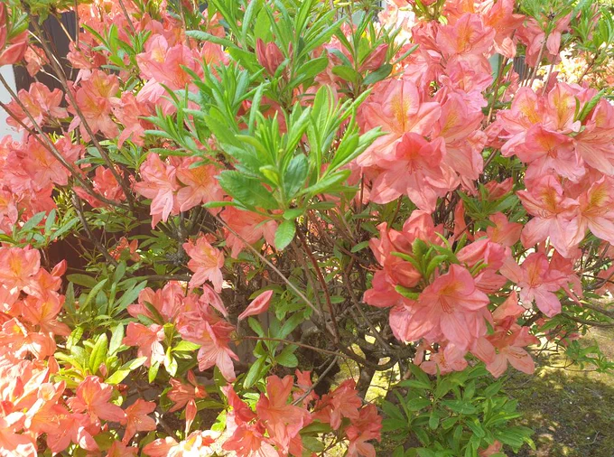 coral azaelia 