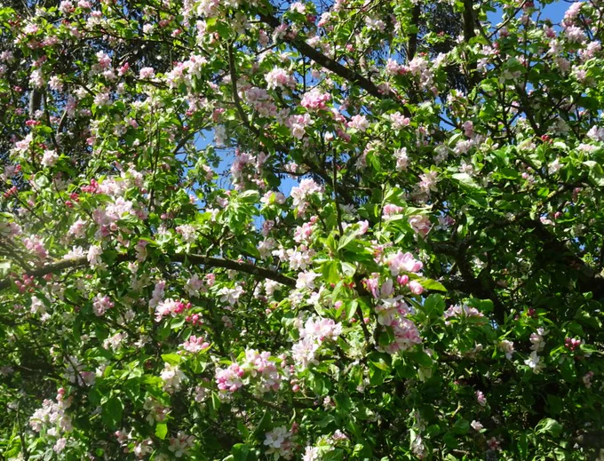 pink apple blossom