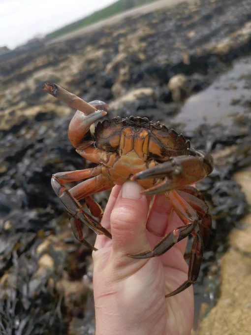 Crab with a fat joint!