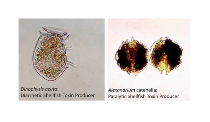 Two shellfish toxin producing phytoplankton species recorded in Scottish coastal waters
