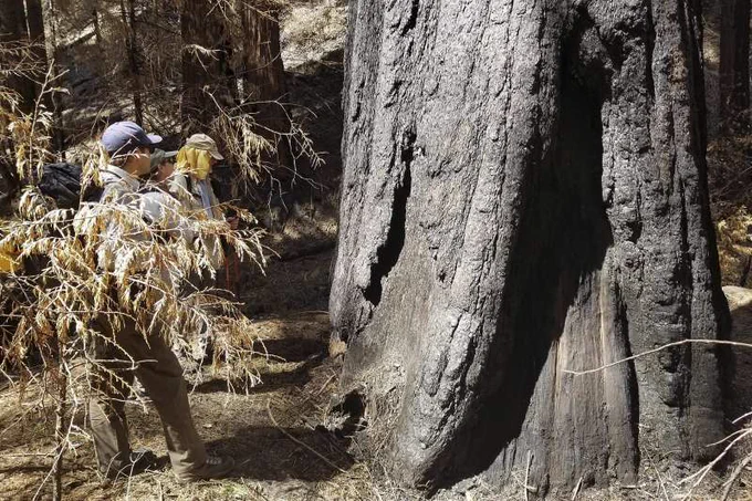 fire scientists make measurements and assessments of a giant sequoia tree following