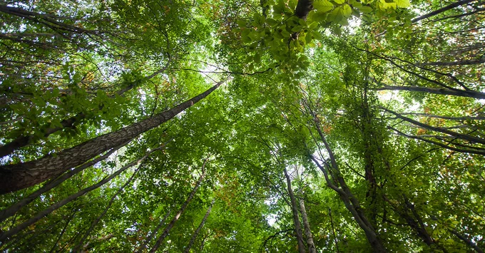 A forest shot from below.