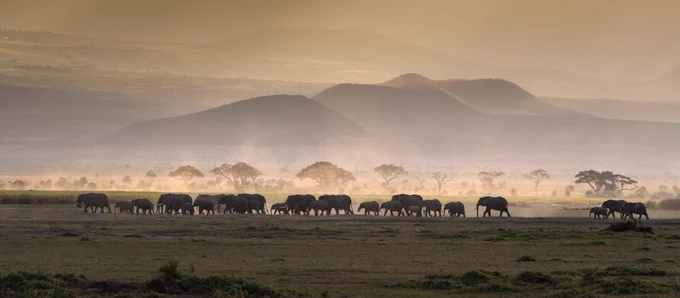 Elephants at sunset in Amboseli National Park, Kenya.