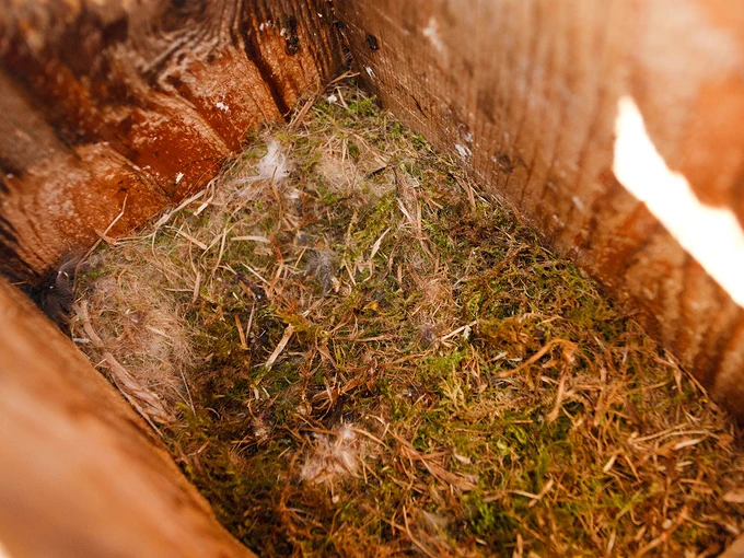 Empty blue tit nest in a bird box