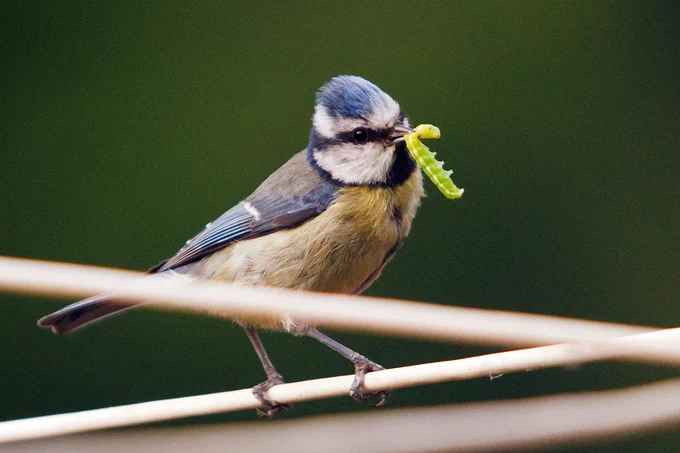 Blue tit with grub in mouth