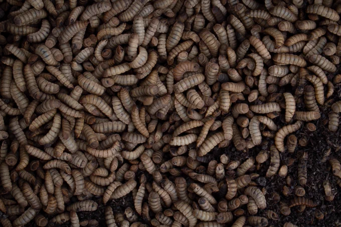 Black Soldier Fly larvae just before harvesting.  