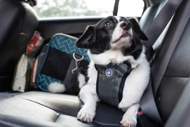 Dog in a car