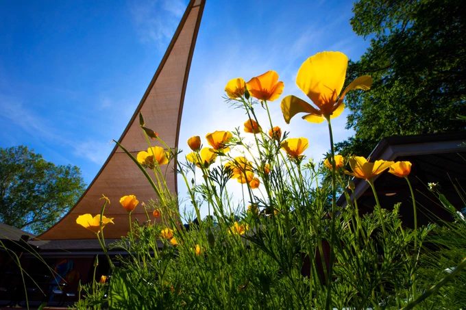 Yellow blooms near the Hub patio, with sunny blue skies above.
