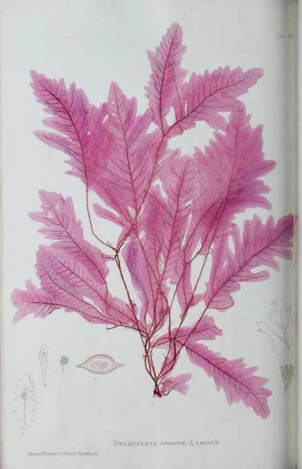 Print of a seaweed using pink ink, with large semi-translucent leaves.