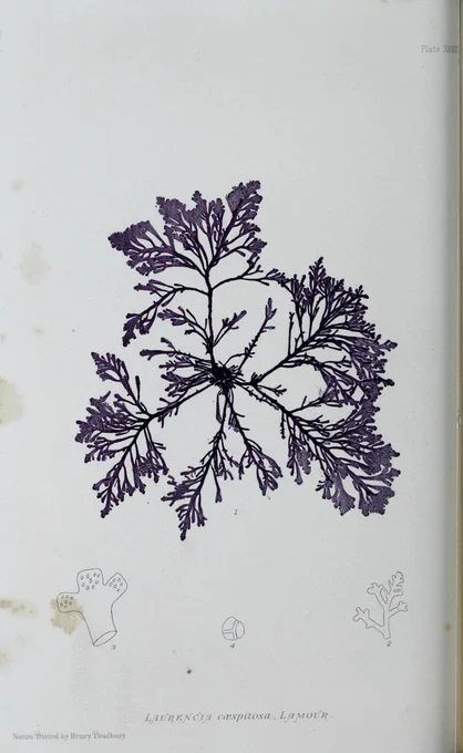 Print of a seaweed with fine frond like leaves in dark purple ink.