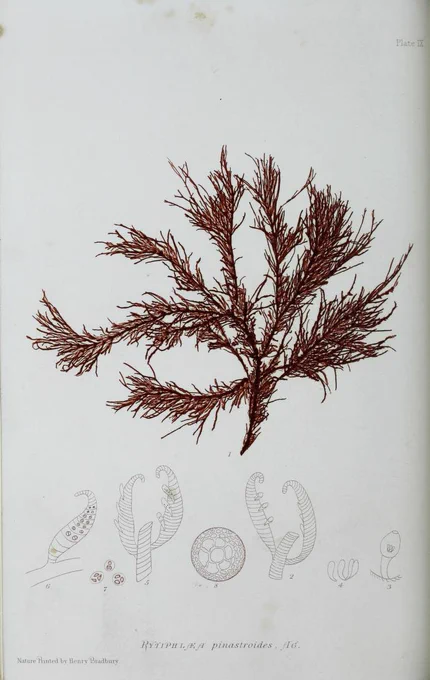 Print of a seaweed with fine needle shaped leaves in dark brown ink.