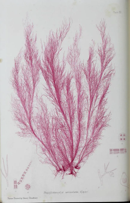 Print of a seaweed with very fine frothy leaves in pink ink. 
