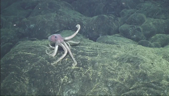 A deep sea octopus explores the new lava flows on Axial Seamount in 2015. Credit: Bill Chadwick, Oregon State University, and ROV Jason, Woods Hole Oceanographic Institution. 
