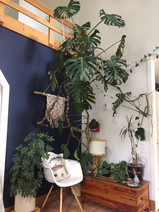 Large houseplant extending over 10 feet high