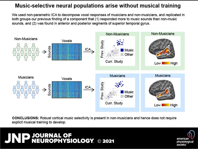 Graphical abstract explaining the gist of the experiment. The text reads "We used non-parametric ICA to decompose voxel responses of musicians and non-musicians, and replicated in both groups our previous finding of a component that (1) responded more to music sounds than non-music sounds, and (2) was found in anterior and posterior segments of superior temporal gyrus. Conclusions: Robust cortical music selectivity is present in non-musicians and hence does not require explicit musical training to develop."
