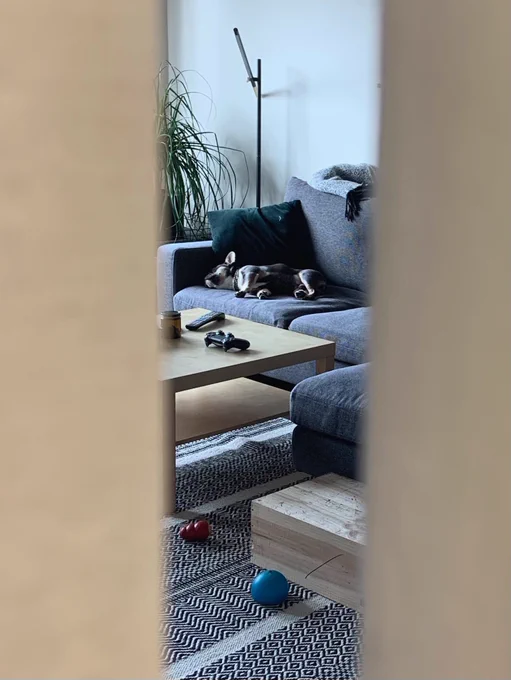 French bulldog puppy sleeping sprawled out on a couch