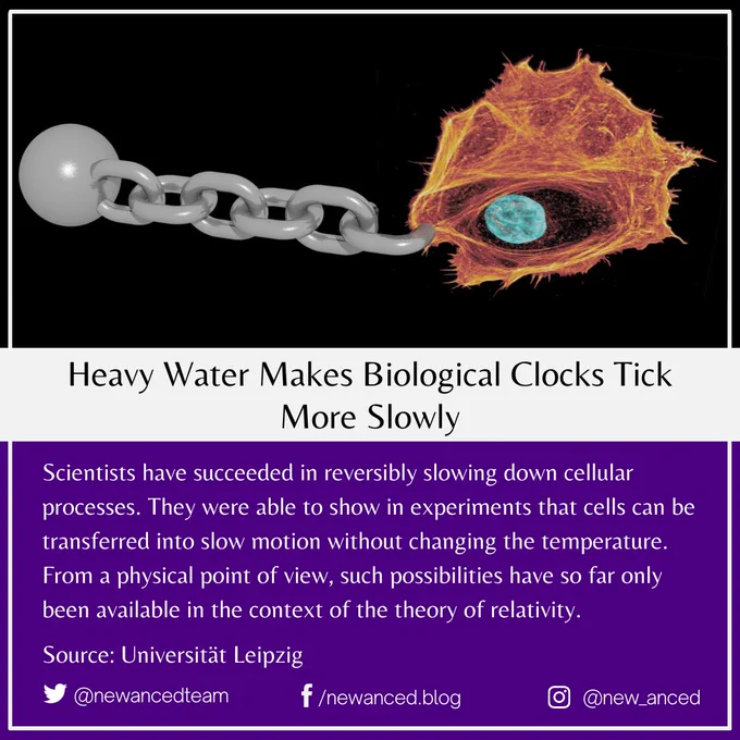 Scientists have succeeded in reversibly slowing down cellular processes. They were able to show in experiments that cells can be transferred into slow motion without changing the temperature. From a physical point of view, such possibilities have so far only been available in the context of the theory of relativity.